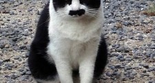 我輩は猫であるっぽいネコ発見