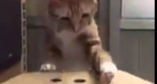 猫を飼うかどうか迷っているあなたに見て欲しい動画です。